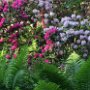 Rhododendron Impressionen und Königsfarn
